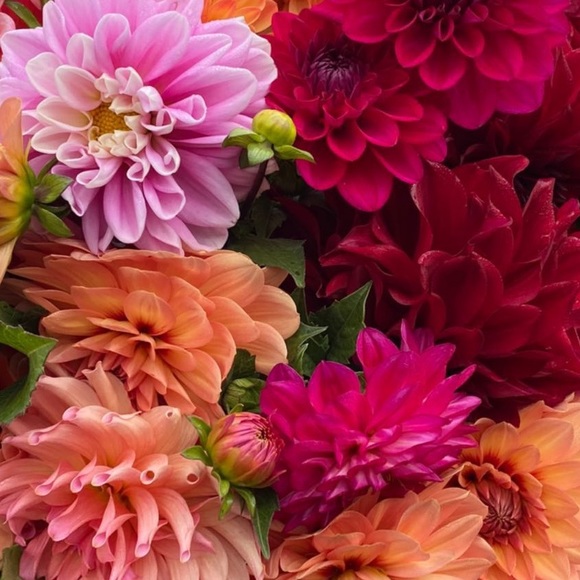 Meet your Posher, Corina - Picture 1 of 1